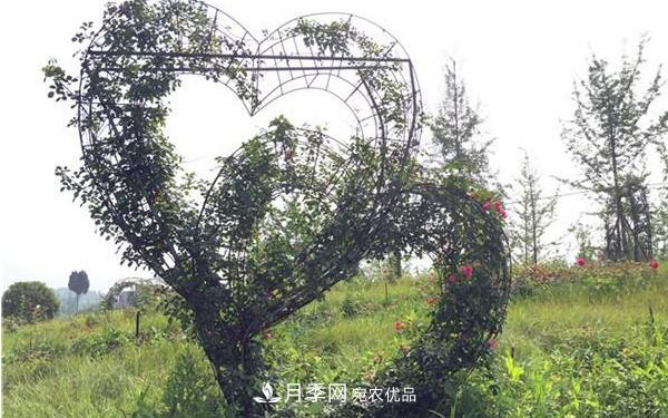 2020年南陽(yáng)造型月季價(jià)格(圖2)