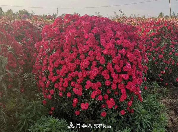 2020年南陽(yáng)造型月季價(jià)格(圖3)