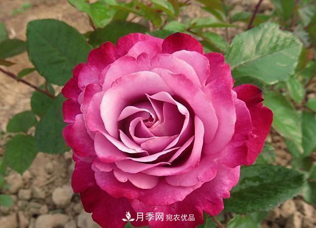***美的波浪邊月季，又香又勤花，種植無(wú)難度，非常適合新手(圖11)