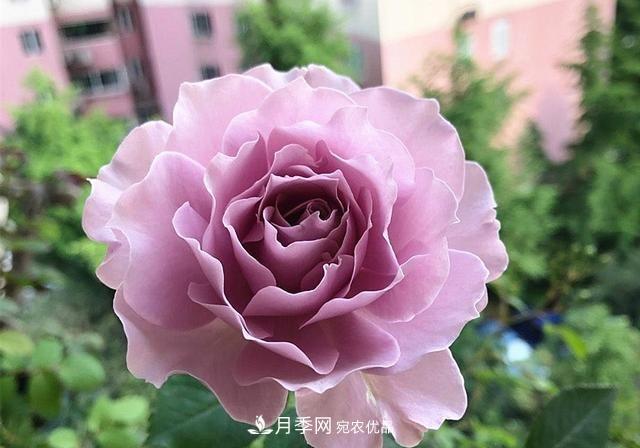 ***美的波浪邊月季，又香又勤花，種植無(wú)難度，非常適合新手(圖1)