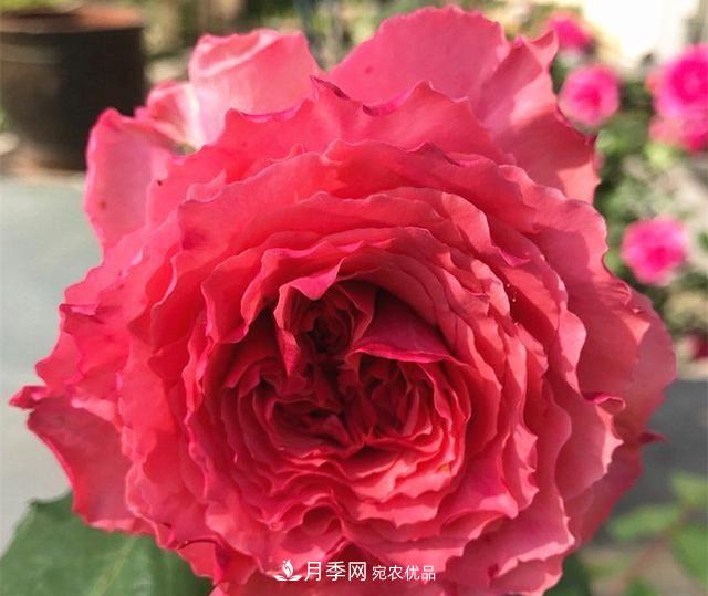 ***美的波浪邊月季，又香又勤花，種植無(wú)難度，非常適合新手(圖10)