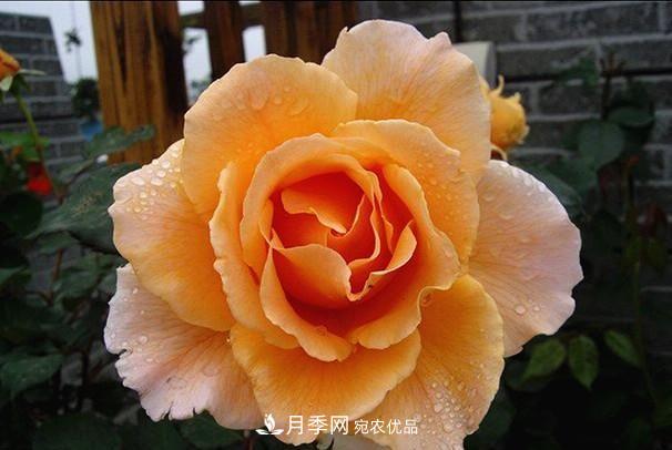 ***美的波浪邊月季，又香又勤花，種植無(wú)難度，非常適合新手(圖5)