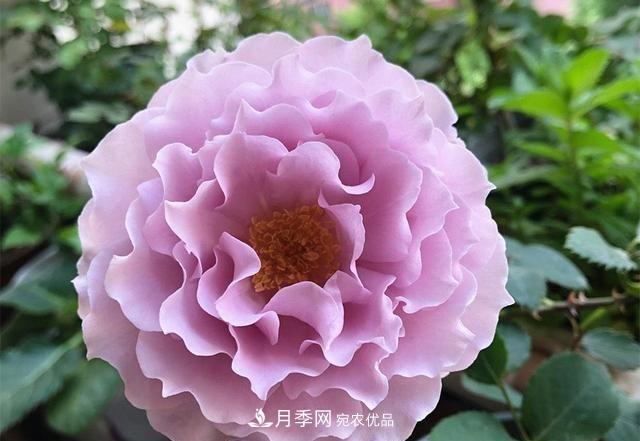 ***美的波浪邊月季，又香又勤花，種植無(wú)難度，非常適合新手(圖2)