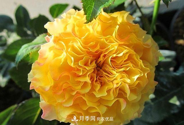 ***美的波浪邊月季，又香又勤花，種植無(wú)難度，非常適合新手(圖8)