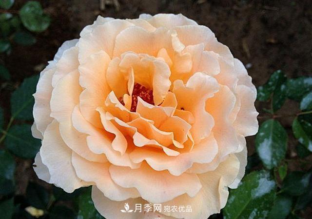 ***美的波浪邊月季，又香又勤花，種植無(wú)難度，非常適合新手(圖6)