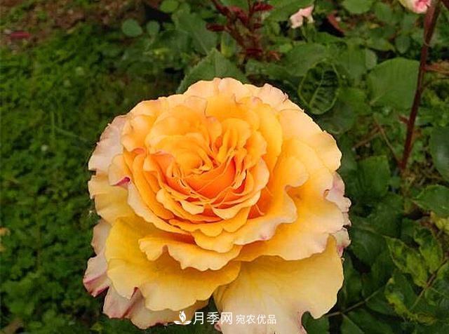 ***美的波浪邊月季，又香又勤花，種植無(wú)難度，非常適合新手(圖7)