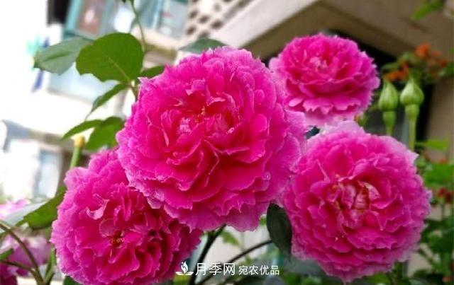 ***美的波浪邊月季，又香又勤花，種植無(wú)難度，非常適合新手(圖4)