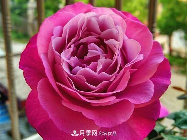 ***美的波浪邊月季，又香又勤花，種植無(wú)難度，非常適合新手(圖12)