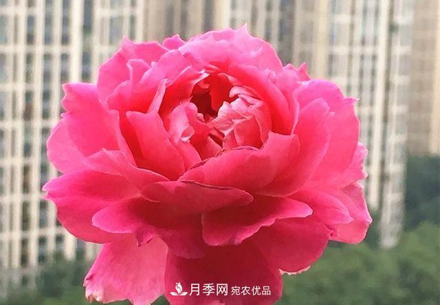 ***美的波浪邊月季，又香又勤花，種植無(wú)難度，非常適合新手(圖3)