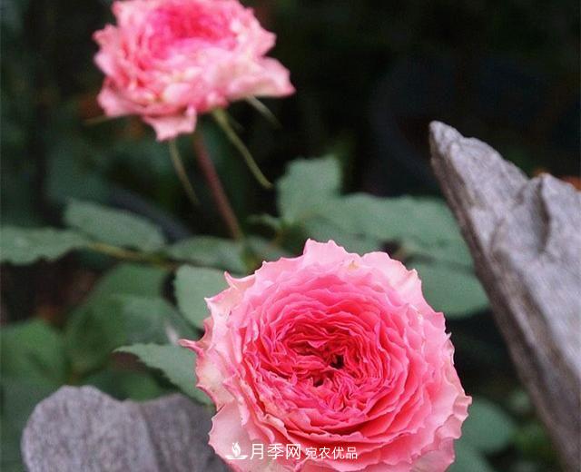 ***美的波浪邊月季，又香又勤花，種植無(wú)難度，非常適合新手(圖9)