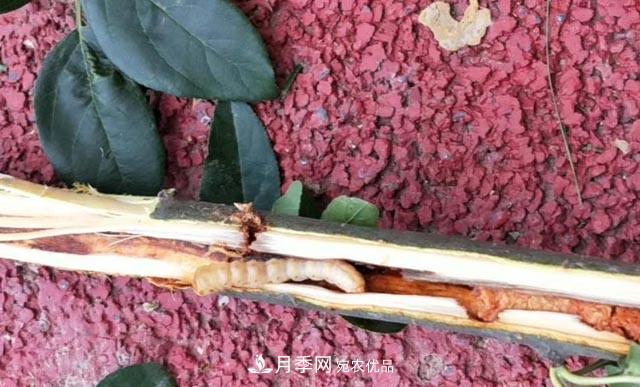 立秋后，園林養護一定要注意這4點(diǎn)，這樣苗木才能長(cháng)得好(圖4)