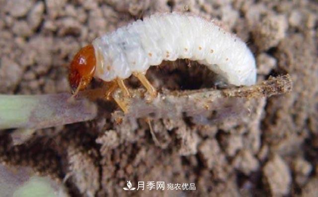 立秋后，園林養護一定要注意這4點(diǎn)，這樣苗木才能長(cháng)得好(圖5)