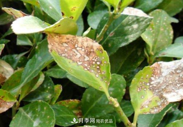 立秋后，園林養護一定要注意這4點(diǎn)，這樣苗木才能長(cháng)得好(圖3)