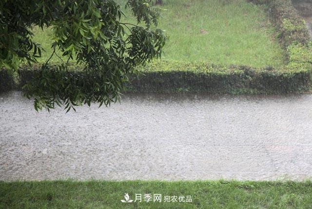 立秋后，園林養護一定要注意這4點(diǎn)，這樣苗木才能長(cháng)得好(圖2)