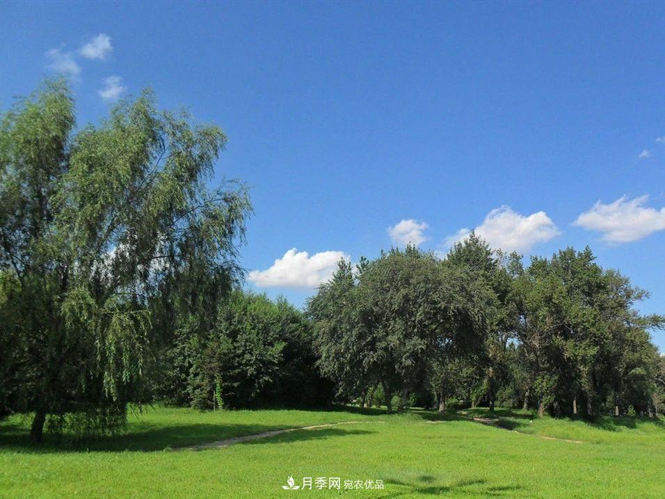 苗木價(jià)格漲了，為什么還是不掙錢(qián)？(圖1)
