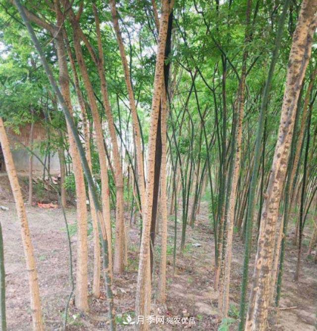 苗木市場(chǎng)是否真的進(jìn)入寒冬？農戶(hù)地里的樹(shù)苗真的只能燒柴火了？(圖1)