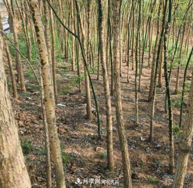 苗木市場(chǎng)是否真的進(jìn)入寒冬？農戶(hù)地里的樹(shù)苗真的只能燒柴火了？(圖2)