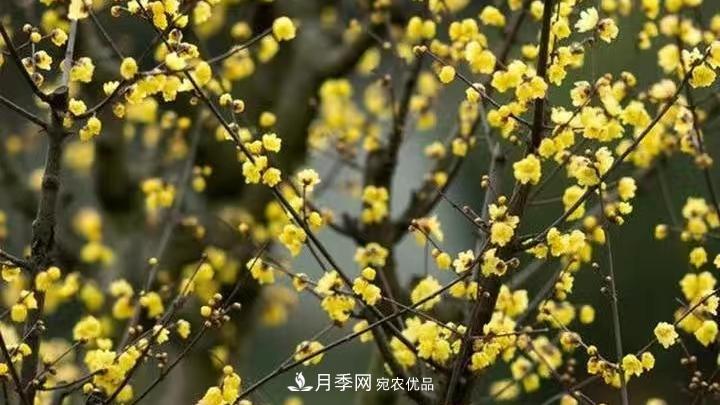 蠟梅花的養護方法(圖2)