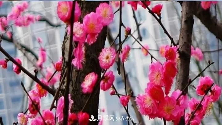 蠟梅花的養護方法(圖1)