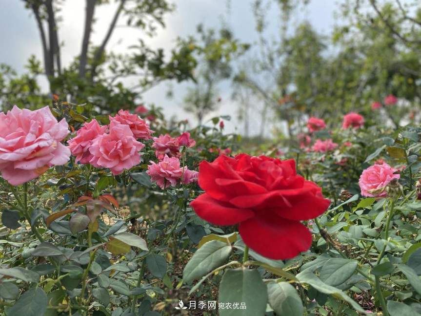 免費，景美，有兒童活動(dòng)區！北京密云月季公園，你去了嗎！(圖8)