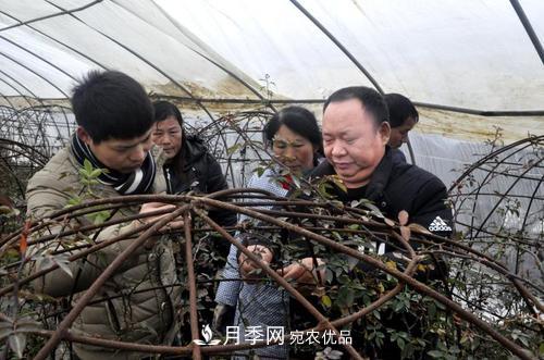 走近南陽(yáng)月季大師李付昌——月季花海弄潮兒(圖3)