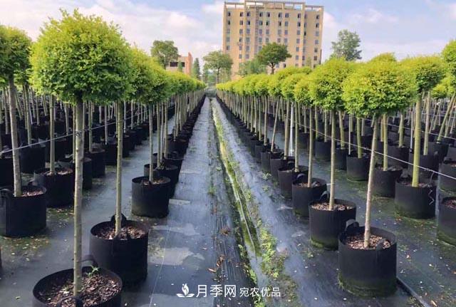 為什么越來(lái)越多的苗木人選擇容器苗？(圖1)
