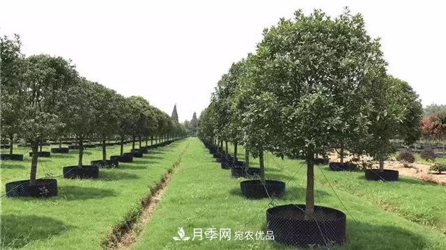 容器苗，或將成為苗木種植新趨勢(圖1)