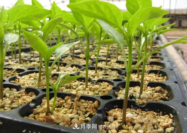 容器苗，或將成為苗木種植新趨勢(圖2)