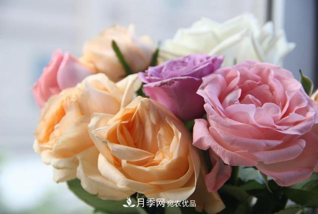 養花妙招：月季這樣施肥花瓣大而艷(圖1)