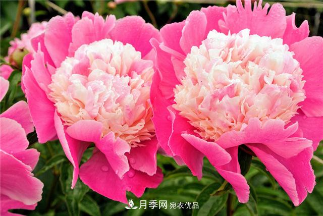 風(fēng)流菏澤牡丹：可知國色無(wú)兼美，剛數曹州又亳州(圖1)
