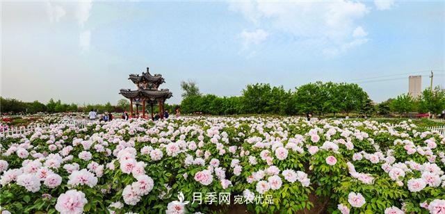 風(fēng)流菏澤牡丹：可知國色無(wú)兼美，剛數曹州又亳州(圖2)