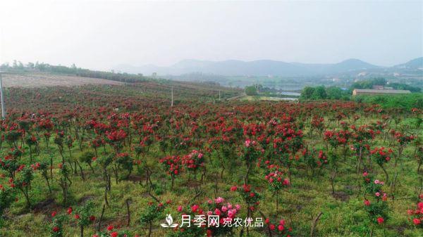 湖北荊門(mén)錢(qián)場(chǎng)鎮月季產(chǎn)業(yè)蛻變“美麗經(jīng)濟”(圖1)