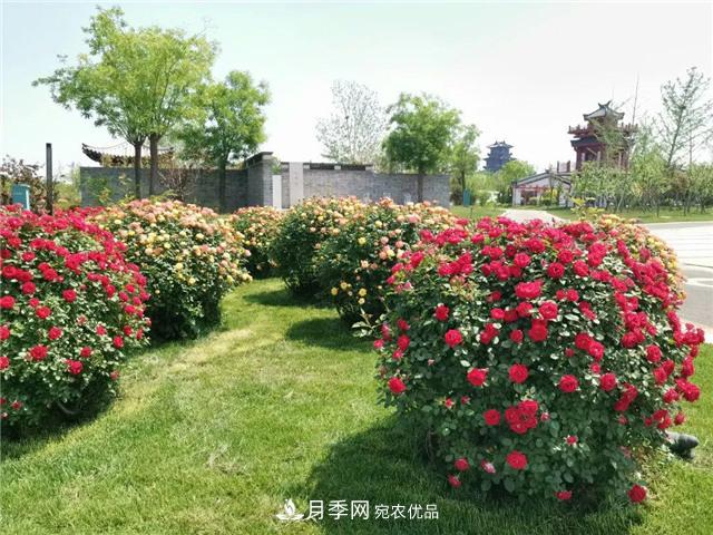 衡水街頭開(kāi)滿(mǎn)月季花，又香又美人人夸！(圖3)