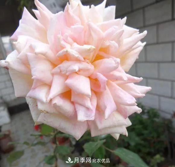 匯集17種中國古老月季，讓中國月季流傳下來(lái)(圖15)
