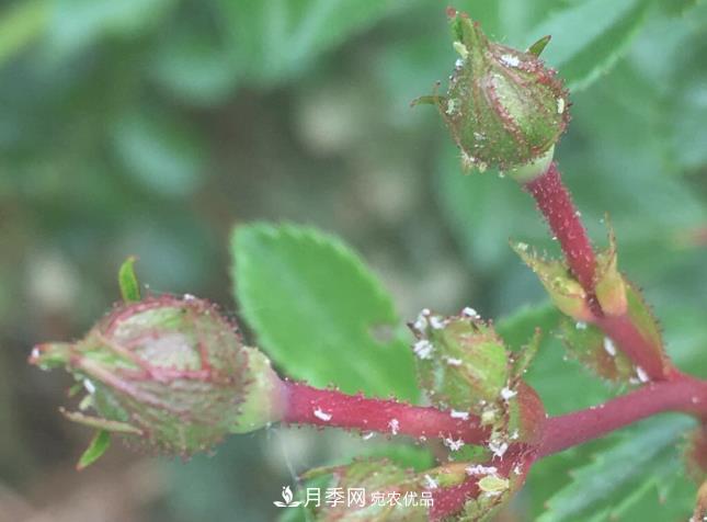 月季常見(jiàn)7大蟲(chóng)害，防治方法都在這里了，收藏起來(lái)(圖8)