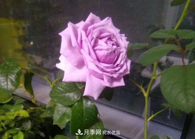 九月養月季，做到&quot;3多&quot;，秋花不愁開(kāi)，春花更可期(圖1)