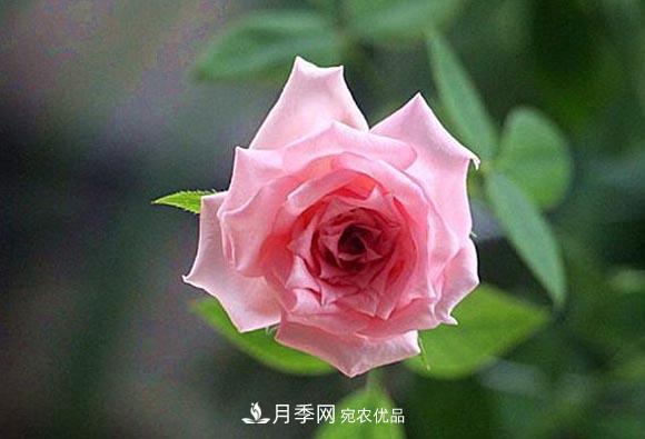 不香的月季沒(méi)有靈魂，適合陽(yáng)臺的濃香微月，一朵滿(mǎn)室生香(圖1)