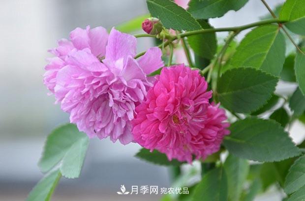 不香的月季沒(méi)有靈魂，適合陽(yáng)臺的濃香微月，一朵滿(mǎn)室生香(圖2)