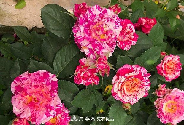 不香的月季沒(méi)有靈魂，適合陽(yáng)臺的濃香微月，一朵滿(mǎn)室生香(圖3)