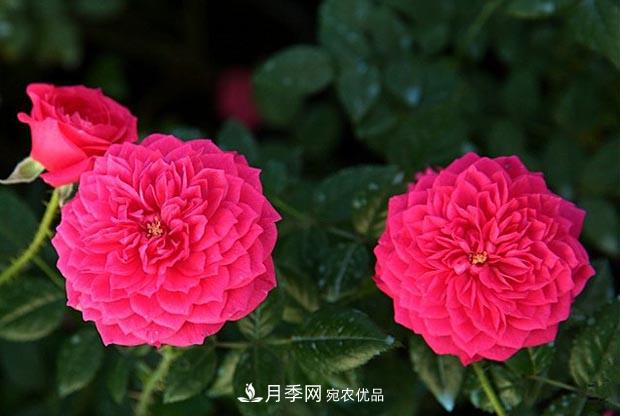 不香的月季沒(méi)有靈魂，適合陽(yáng)臺的濃香微月，一朵滿(mǎn)室生香(圖4)