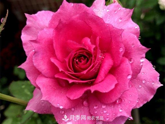 不香的月季沒(méi)有靈魂，適合陽(yáng)臺的濃香微月，一朵滿(mǎn)室生香(圖5)