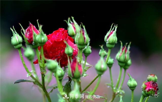 為什么要把月季的花苞都掐掉，修剪搭配施肥，10月有驚喜(圖2)