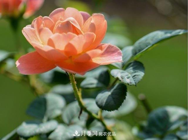 九月份養月季注重3個(gè)步驟，掌握到手開(kāi)花次數多(圖1)