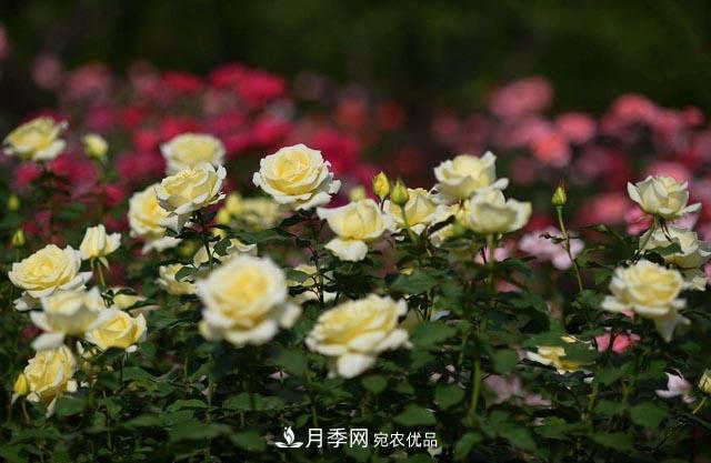 九月份養月季注重3個(gè)步驟，掌握到手開(kāi)花次數多(圖2)