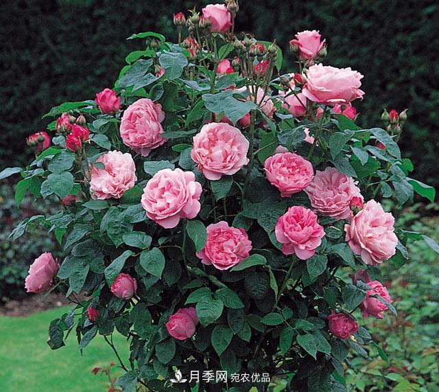 中國不同區域適合培養哪些月季種類(lèi)？(圖1)