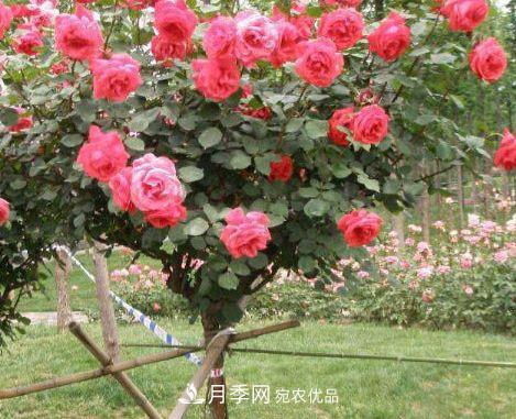 月季花很漂亮，但選購的時(shí)候認準這7個(gè)方法(圖3)