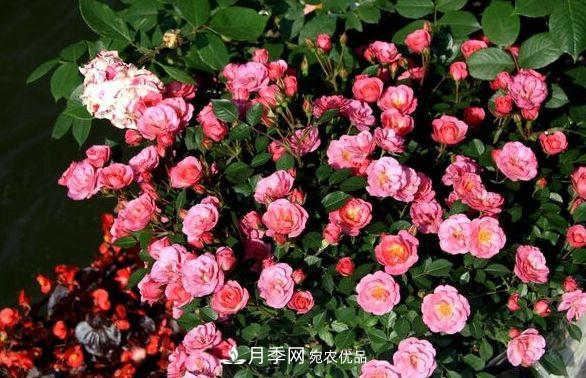 月季花很漂亮，但選購的時(shí)候認準這7個(gè)方法(圖2)