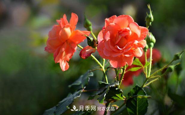 月季花很漂亮，但選購的時(shí)候認準這7個(gè)方法(圖1)