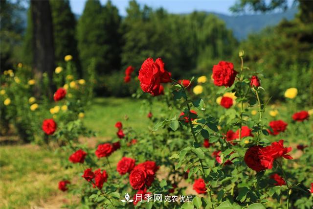 等你來(lái)！北京植物園10萬(wàn)余株月季陸續進(jìn)入花期(圖2)