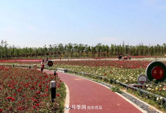 南陽(yáng)月季：唐河縣圓滿(mǎn)完成月季“三個(gè)一”工程建設任務(wù)(圖3)
